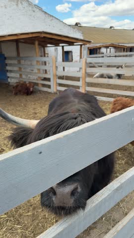 Close-up of a brown and black Highland cattles calf standing behind a wooden fence in a farm enclosure. Shaggy fur, rural setting and livestock portrait in natural daylight.