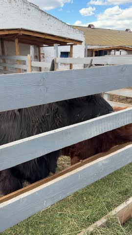 Close-up of a brown and black Highland cattles calf standing behind a wooden fence in a farm enclosure. Shaggy fur, rural setting and livestock portrait in natural daylight.