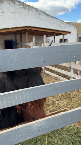 Close-up of a brown Highland cattle calf standing behind a wooden fence in a farm enclosure. Shaggy fur, rural setting and livestock portrait in natural daylight.