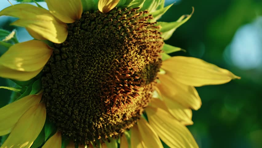Macro close-up of a blooming yellow sunflower head with opening florets in warm golden sunlight on a farm field.