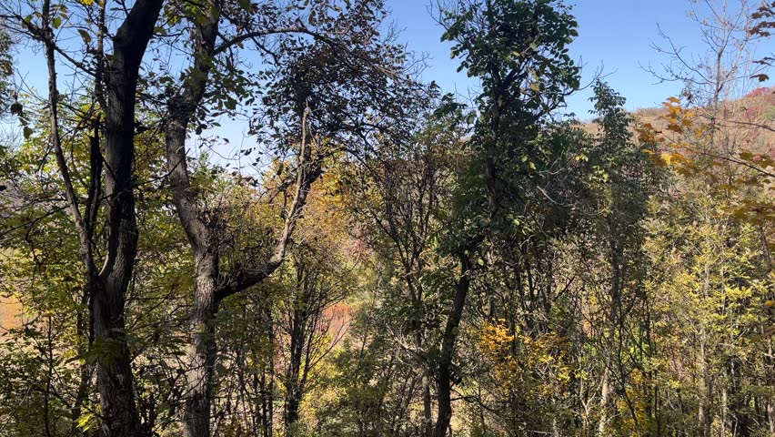 Ground-level view inside an autumn walnut grove near Medeu in Almaty, Kazakhstan, with mature trees, natural woodland vegetation and colorful yellow and green fall foliage.