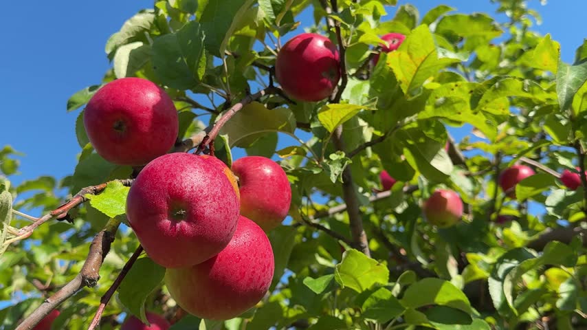 Juicy red apples on a tree.