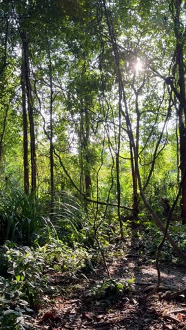 Sunlight Shining Through Tall Trees Along a Tropical Forest Trail