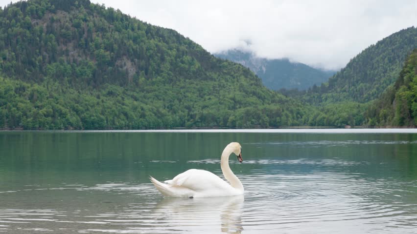 Slow motion footage featuring elegant swan gliding across tranquil surface of clear mountain lake. Lush green hills and misty peaks background creates serene cinematic nature scene.