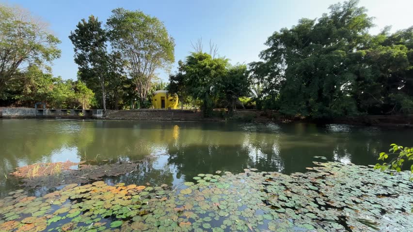 Panoramic View of a Tranquil River and Pond Covered with Lily Pads 