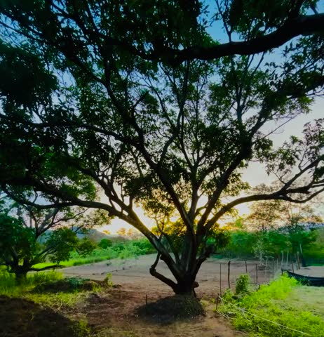 Beautiful sunset landscape with the sun setting behind a mango tree beside a clean open field, creating a peaceful and scenic natural view.