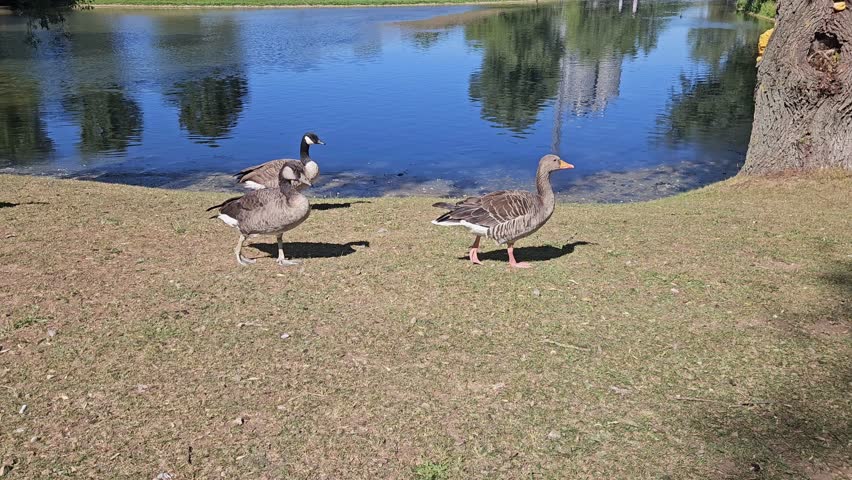 Two grey geese stroll along a dry grassy shore by a still pond; their reflections ripple faintly in the blue water, a tree trunk subtly anchors the right edge.