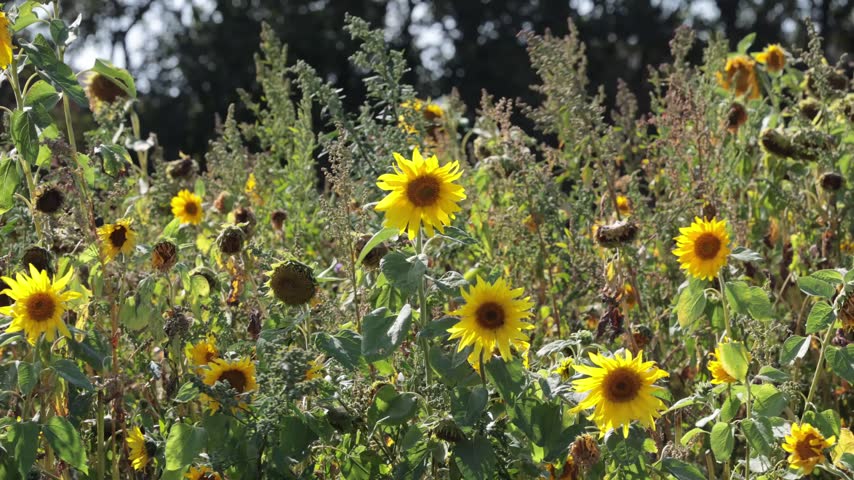 Tornby, Denmark A stand of sunflowers growing in a windy field. 