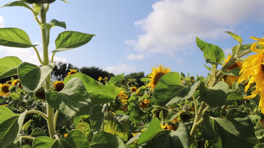 Tornby, Denmark A stand of sunflowers growing in a windy field. 