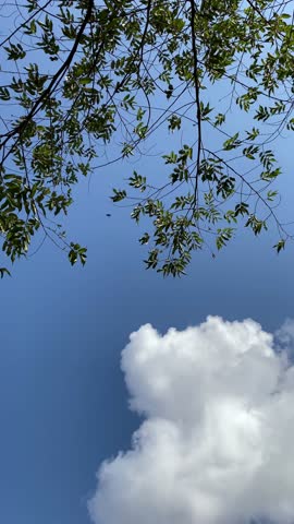 Looking upward at lush green trees and leaves in a natural outdoor setting.