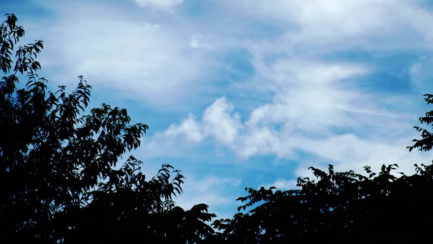 Blue Sky and Clouds Between Trees