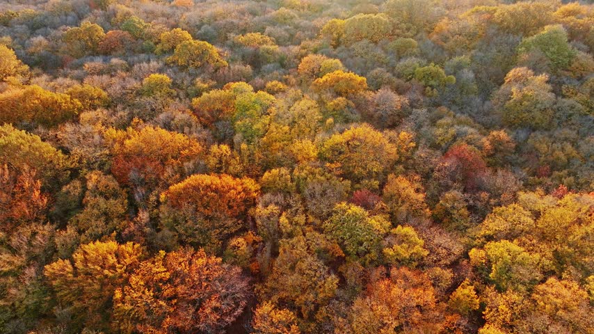 Autumn forest golden orange yellow foliage top down pattern aerial drone view Shumen plateau nature autumn background fall season daylight sunset light Bulgaria