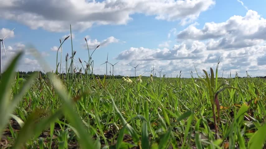 Time-lapse of a flock of goslings walking on green grass showing natural bird behavior in outdoor setting.