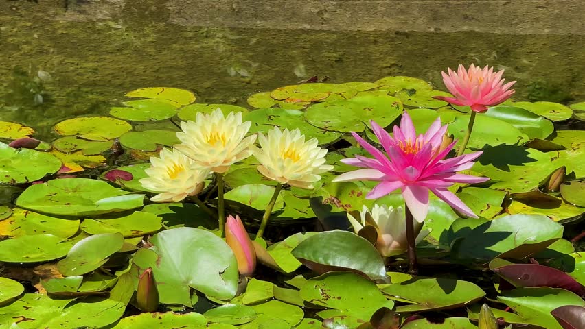 Beautiful pink yellow water lily flower blooming on a pond with water reflection