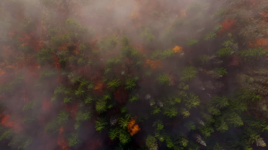 Beautiful mountain landscape in fall with colorful trees and white fog , aerial view . Misty forest