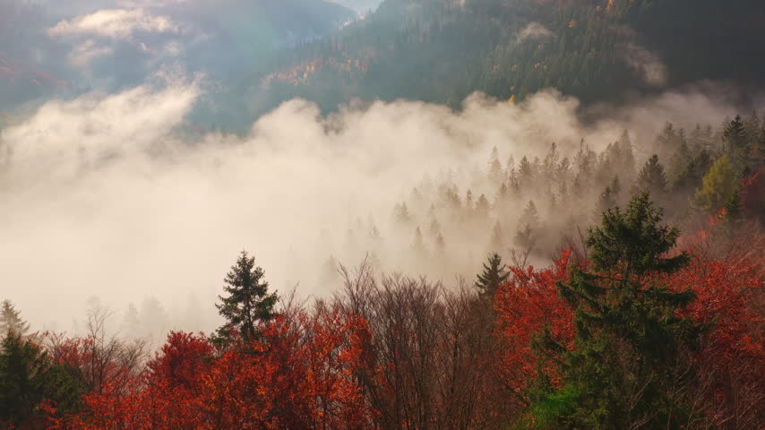 Beautiful mountain landscape in fall with colorful trees and white fog , aerial view . Misty forest