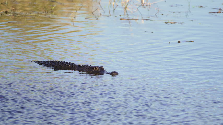 American alligator moving through swampy wetland lake in tropical Florida landscape.