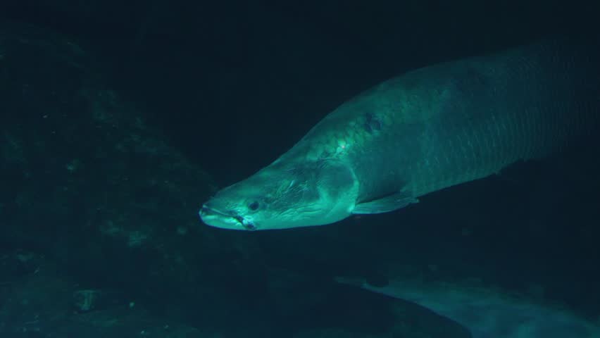 large arapaima fish swimming in dark aquarium water
