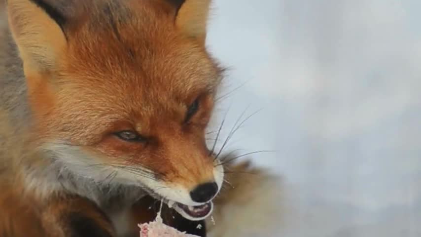 Red Fox Eating Meat in Snow Close Up