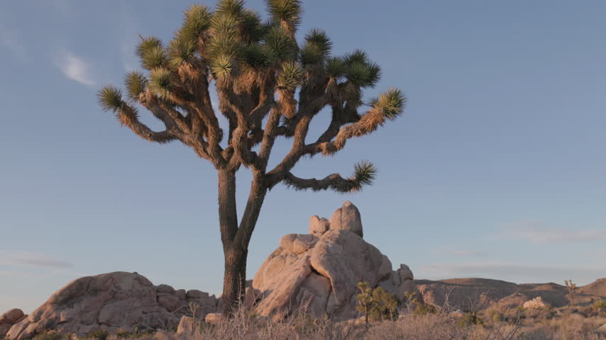 a low angle tilt up clip of a joshua tree during sunset at joshua tree national park in california, usa