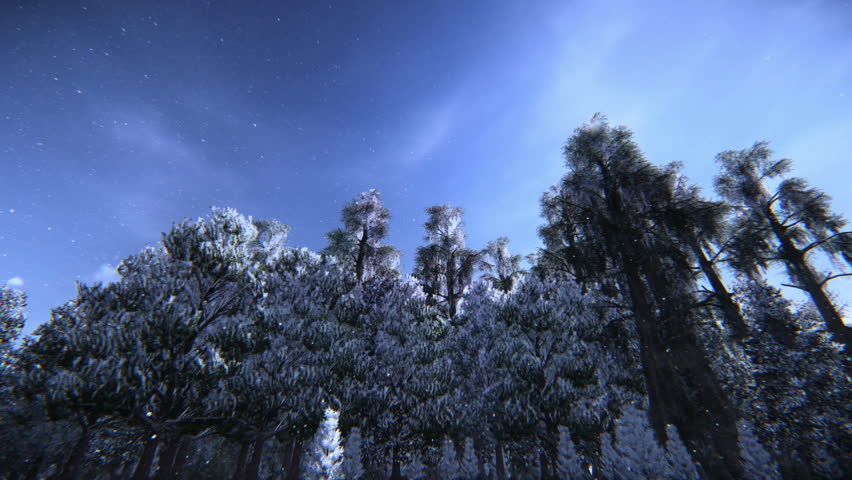 Beautiful pine trees in snow in winter