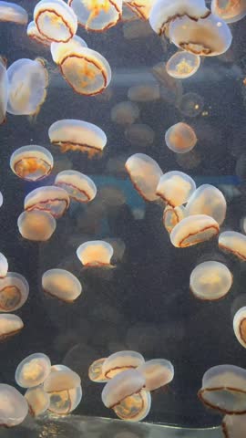 Vertical view of numerous translucent jellyfish with orange highlights floating together in deep water.