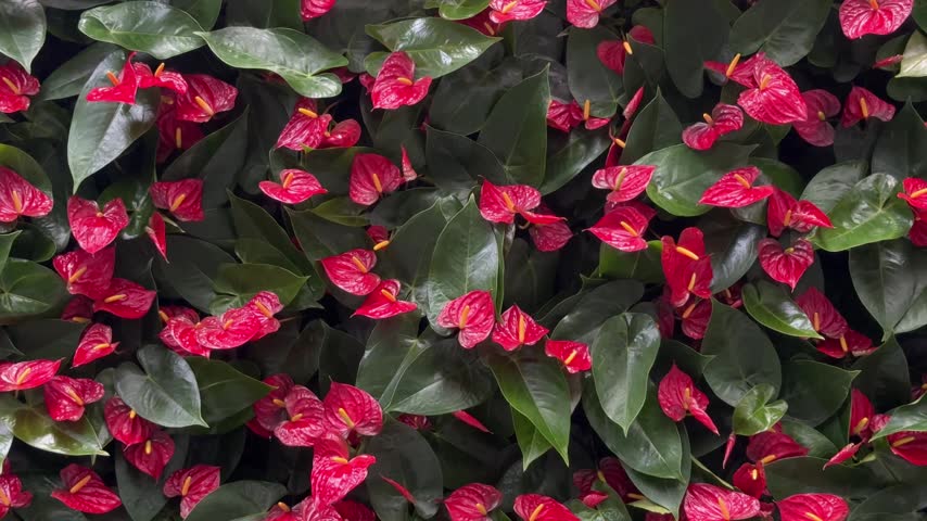 Beautiful background of vibrant red anthurium flowers with lush green leaves gently moving