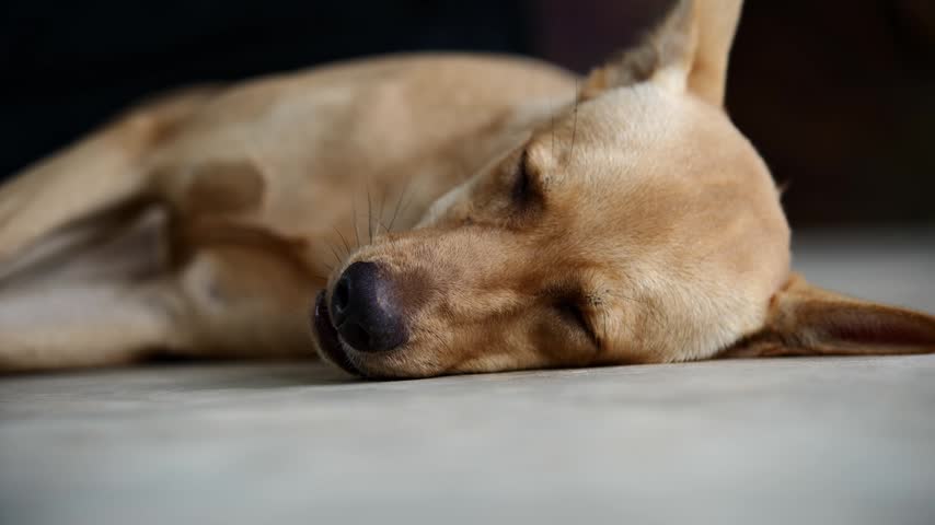 Sleeping Dog on Floor: A light brown dog rests peacefully on a tiled floor, its eyes closed in a deep slumber, embodying tranquility and comfort.