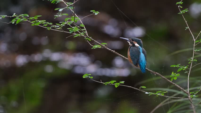 A kingfisher relaxing and preening itself on a branch