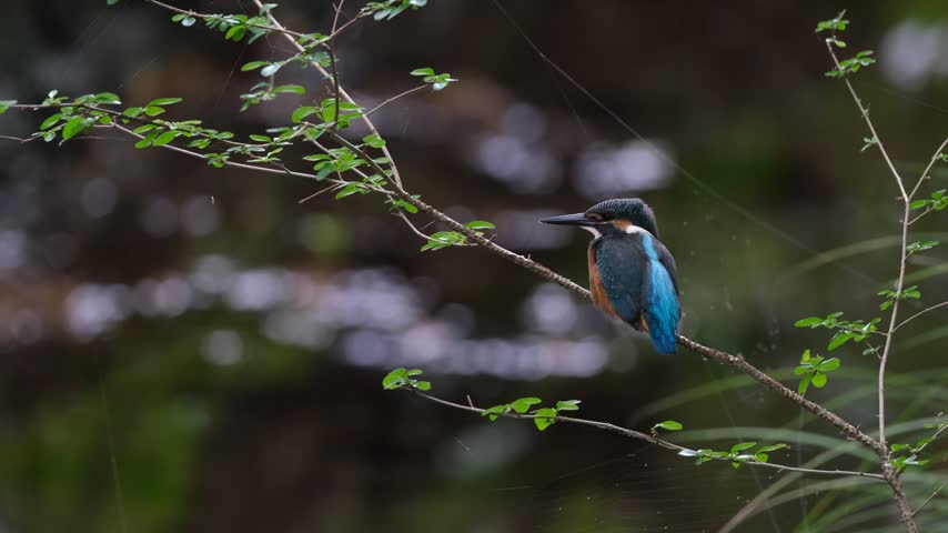 A kingfisher relaxing and preening itself on a branch