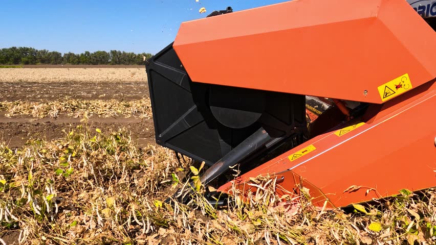 Harvesting beans with a combine harvester in a farmer