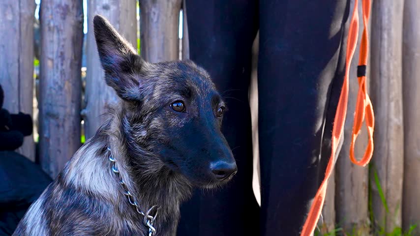 Close-up of a young dog with alert ears and a chain collar sits calmly next to a person in dark pants and an orange leash. 