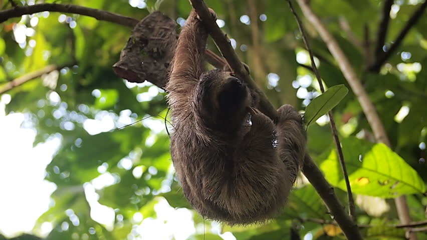 Young Three-toed sloth scratching itself, hanging from branch in the jungle, Central America, Panama
