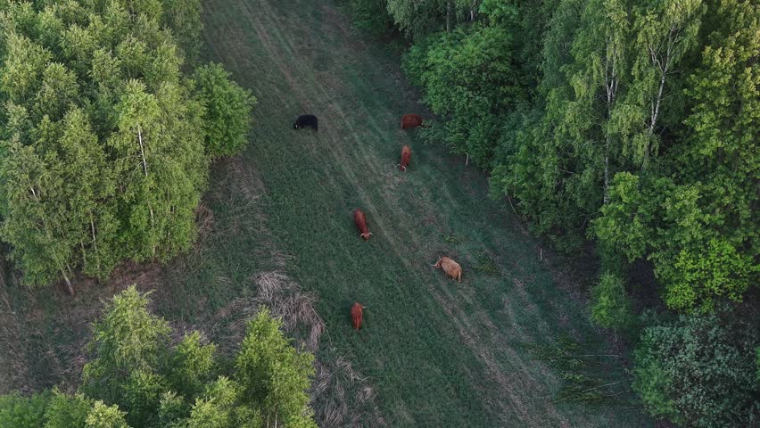 Highland cows feeding on lush pasture beside trees