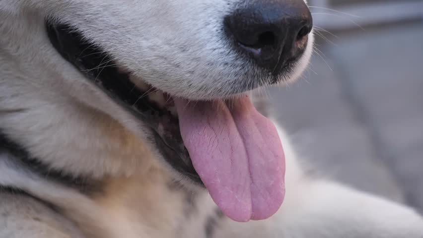Husky dog