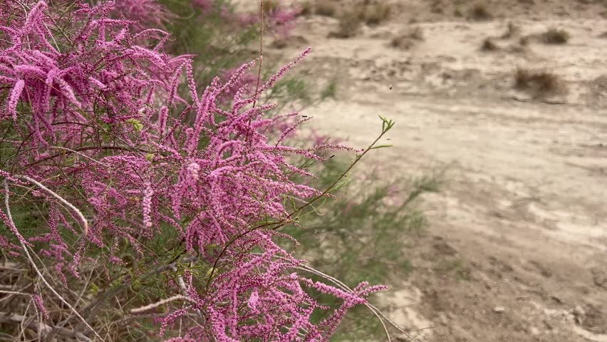Close-up footage of blooming red willow shrubs in desert setting, showcasing pink-red flowers and drought-resistant plant characteristics.