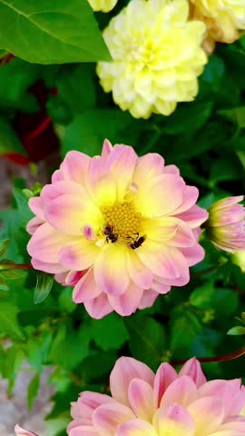 Bee Pollinating Pink and Yellow Dahlia Flower in Garden