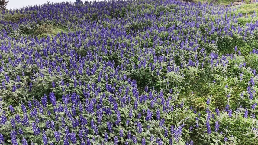 Beautiful purple lupine flowers blooming across a green hillside at Givat HaTurmusim in Israel. Colorful wildflowers and lush vegetation create a vibrant natural landscape during the spring season.