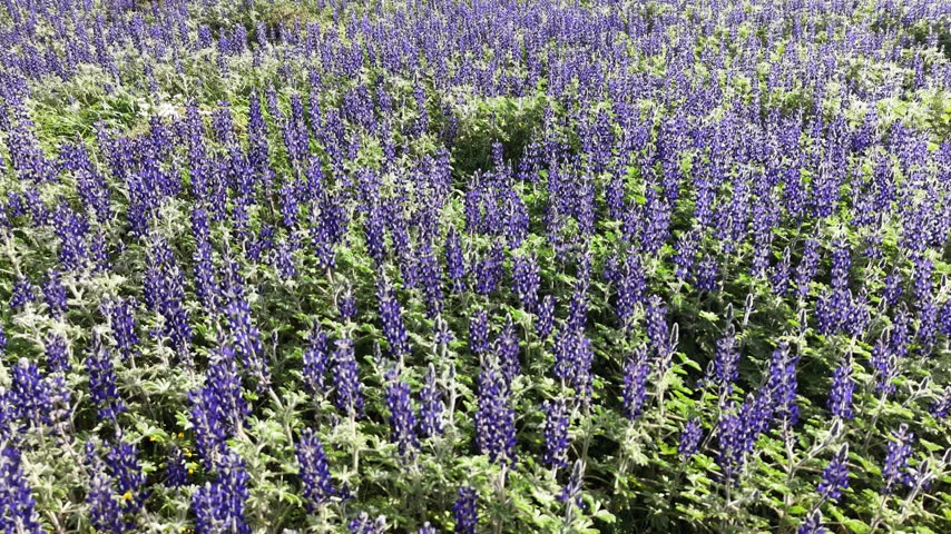 Beautiful purple lupine flowers blooming across a green hillside at Givat HaTurmusim in Israel. Colorful wildflowers and lush vegetation create a vibrant natural landscape during the spring season.
