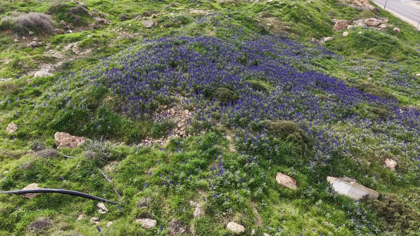 Beautiful purple lupine flowers blooming across a green hillside at Givat HaTurmusim in Israel. Colorful wildflowers and lush vegetation create a vibrant natural landscape during the spring season.