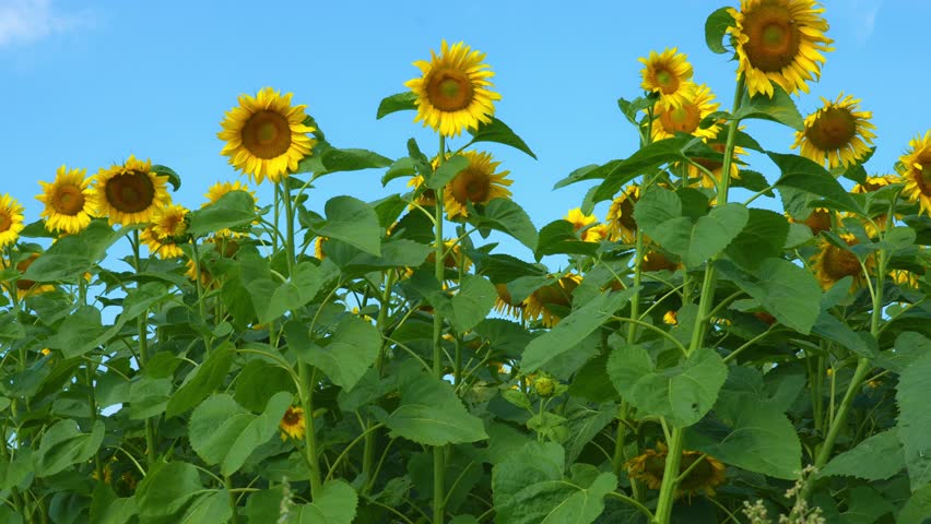 Sunflowers field under blue sky, Nature summer landscape. Field of flowering sunflowers, agricultural 4k video.