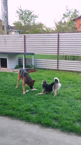two playful dogs playing actively on grass lawn in the backyard