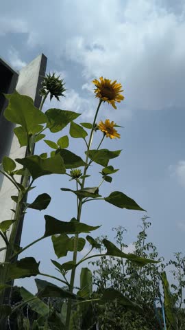 Tall sunflower plants with bright yellow flowers and lush green leaves swaying gently outdoors against a blue sky with soft white clouds. Low-angle view of blooming sunflowers in a natural garden setting.