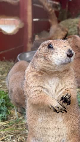 Prairie dog eating grass in enclosure, standing upright with other prairie dogs nearby