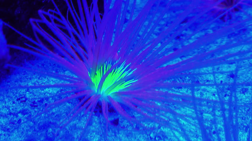 A Tube Anemones (Cerianthids), which live buried in the sand and build protective tubes. They are known for their bright, bioluminescent appearance under blue actinic lighting, featuring vivid pink tentacles and a lime green center
