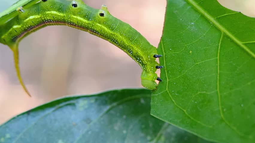 macro view of a green Pellucid Hawk Moth caterpillar (Cephonodes hylas) feeding on a green leaf 
