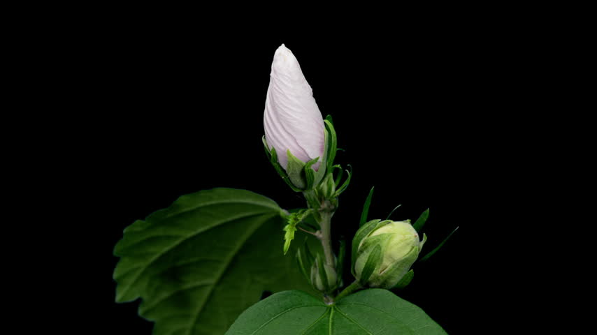 Time Lapse Footage of White Syrian Hibiscus Syriacus Flower Growing Blossom from Bud to Full Blossom Isolated on Black Background. Copy Space