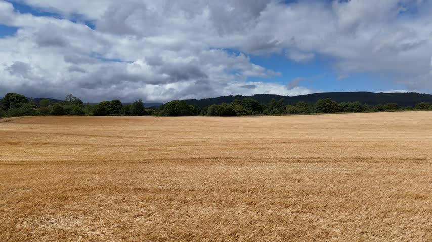 Aerial drone footage of golden wheat field with green tree line under cloudy blue sky, agricultural landscape