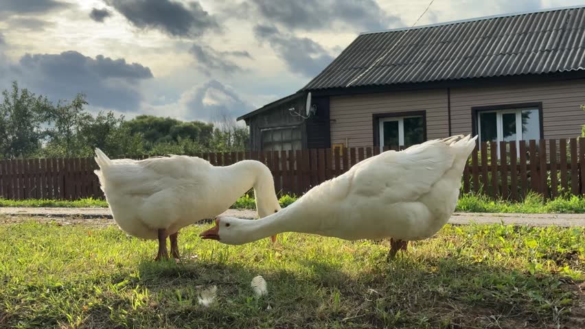 Group of domestic geese and ducks standing on green lawn in front of rural house, farm animals, village life, farm yard, poultry birds.