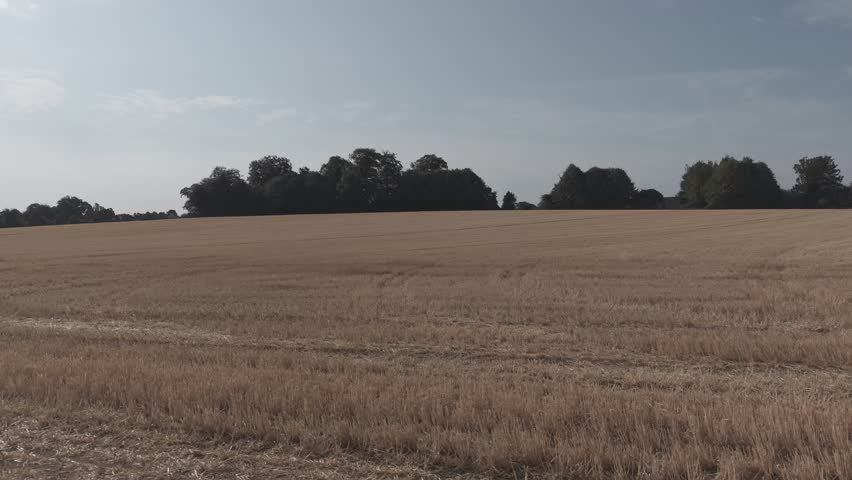 Low-to-high drone shot ascending smoothly over a harvested wheat field with stubble, revealing a wider view of the surrounding trees and countryside under a clear sky.